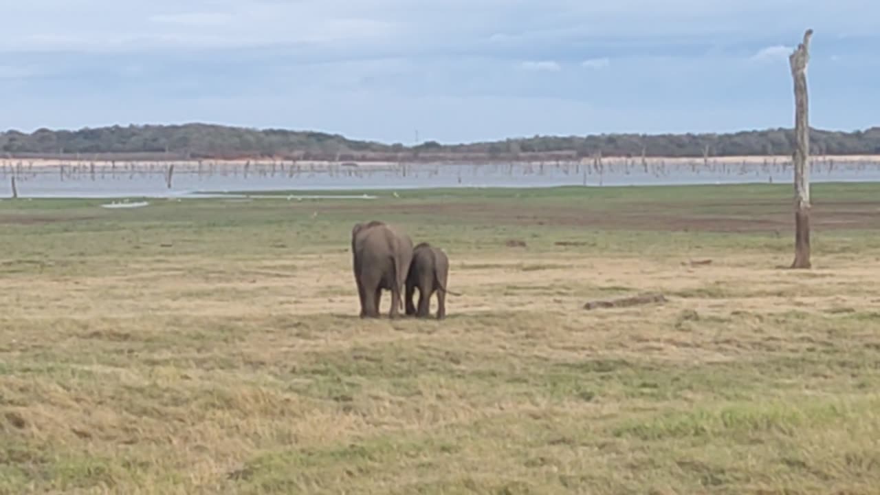 Kaudulla National Park