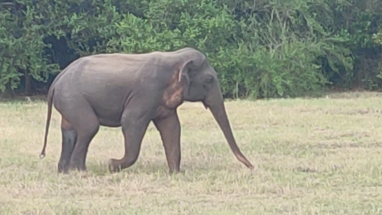 Hurulu Eco Park